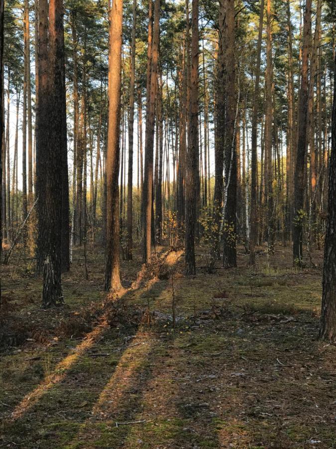 Диброва Dibrova  المظهر الخارجي الصورة